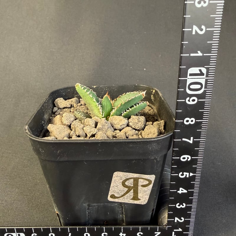 アガベ チタノタ 金蟾（きんせん）子株 ⅲ | HANDS PLANTS