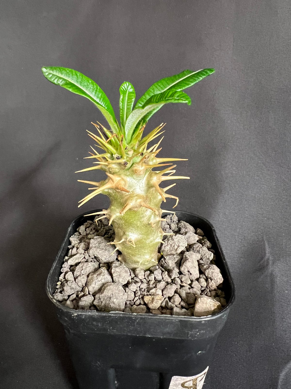 パキポディウム・アンボンゲンセ実生 ④ | HANDS PLANTS