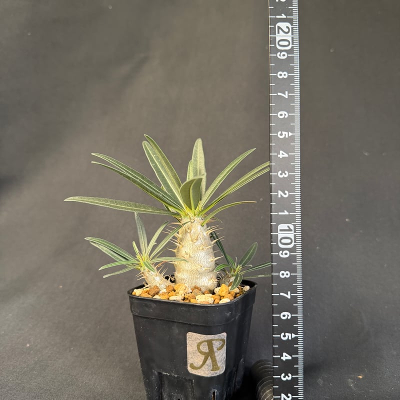 タイムセール　国内実生　グラキリス良型 グラキリス 実生 13 j | HANDS PLANTS