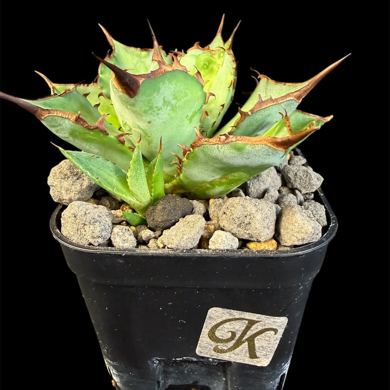 アガベ チタノタ シャークソード 子株901 | HANDS PLANTS