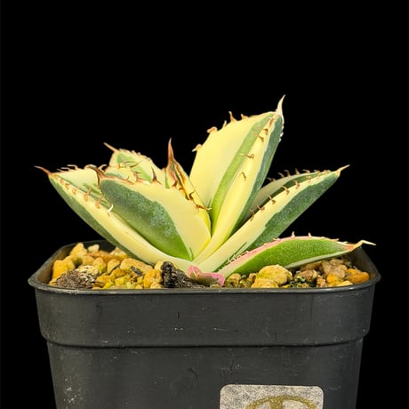 スナグルトゥース | STORES