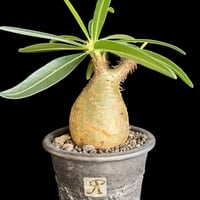 パキポディウムグラキリス 現地株　発根済み  陶器鉢T278