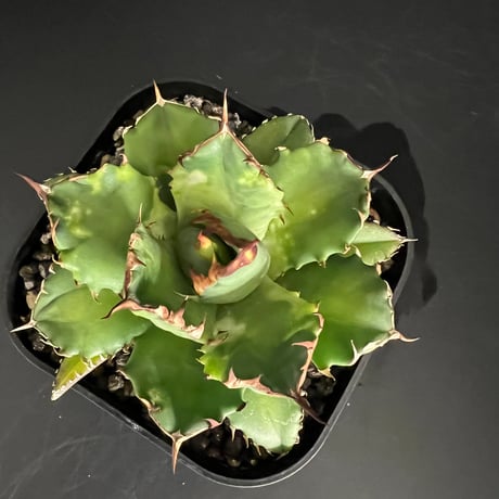 アガベ チタノタ　姫厳竜