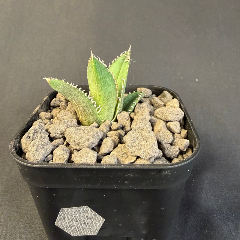 アガベ チタノタ 鰐亀（ワニガメ）子株 ⅲ | HANDS PLANTS