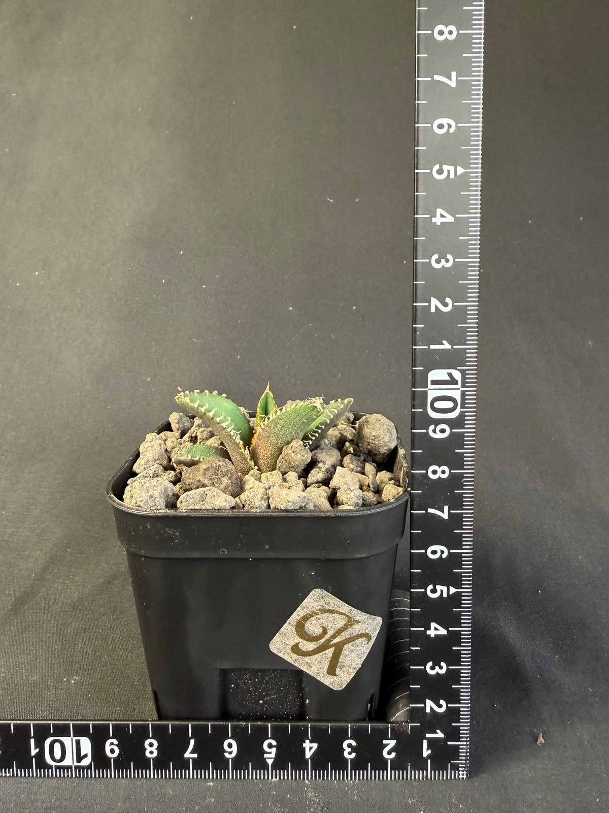 アガベ チタノタ 金蟾（きんせん）子株 | HANDS PLANTS