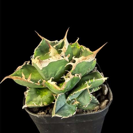 アガベsad | STORES