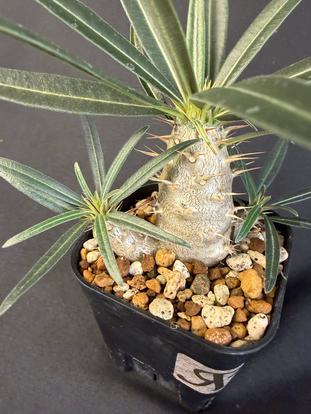 グラキリス 実生 13 j | HANDS PLANTS