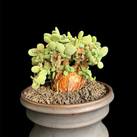 CATEGORY 現地球 | HANDS PLANTS