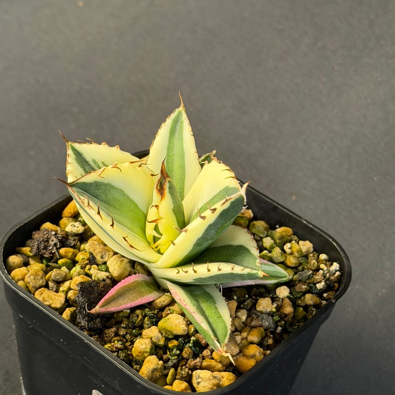 アガベ チタノタ スナグルトゥース 9023 t | HANDS PLANTS