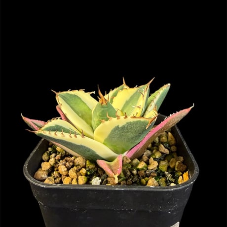 アガベスナグルトゥース | STORES