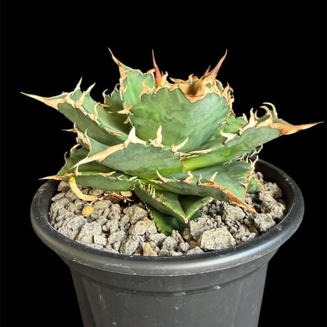 アガベ　夕映 アガベ チタノタ ソーラーエクリプス 