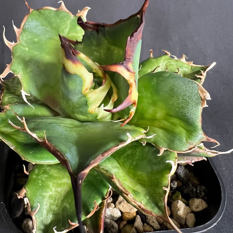 アガベ チタノタ ハデス子株いっぱい | HANDS PLANTS