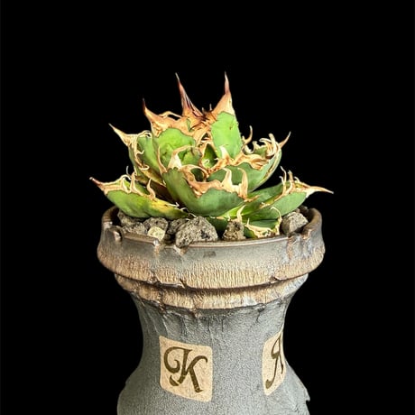 アガベシーザー | STORES