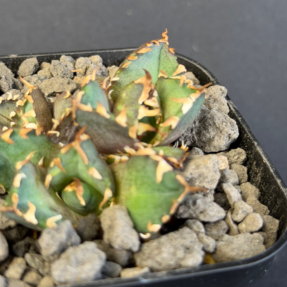 6984519fdba4372fdfcb6d9a