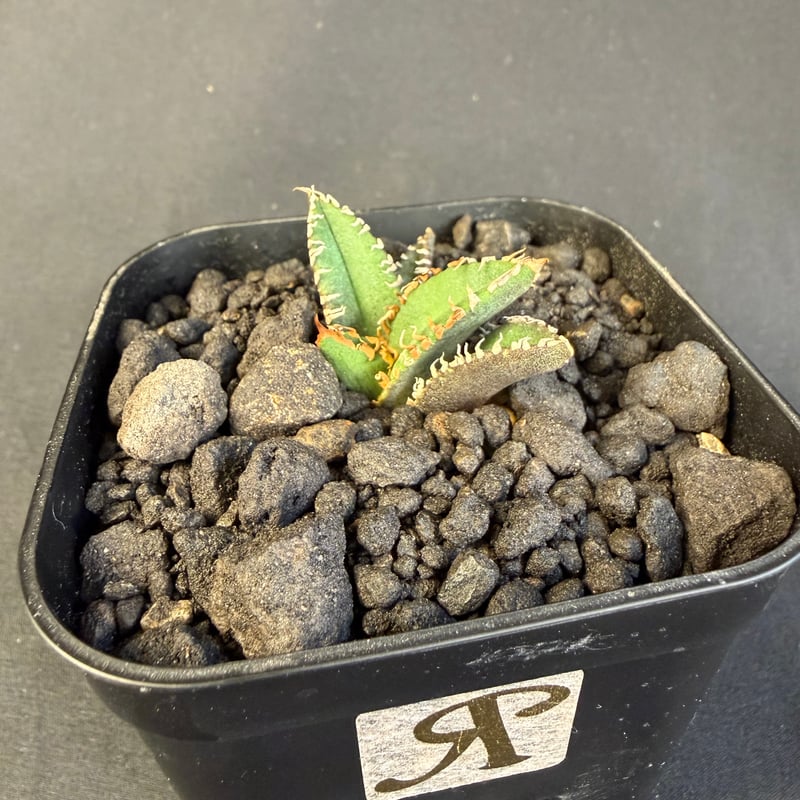 アガベ チタノタ 金蟾（きんせん）子株 | HANDS PLANTS