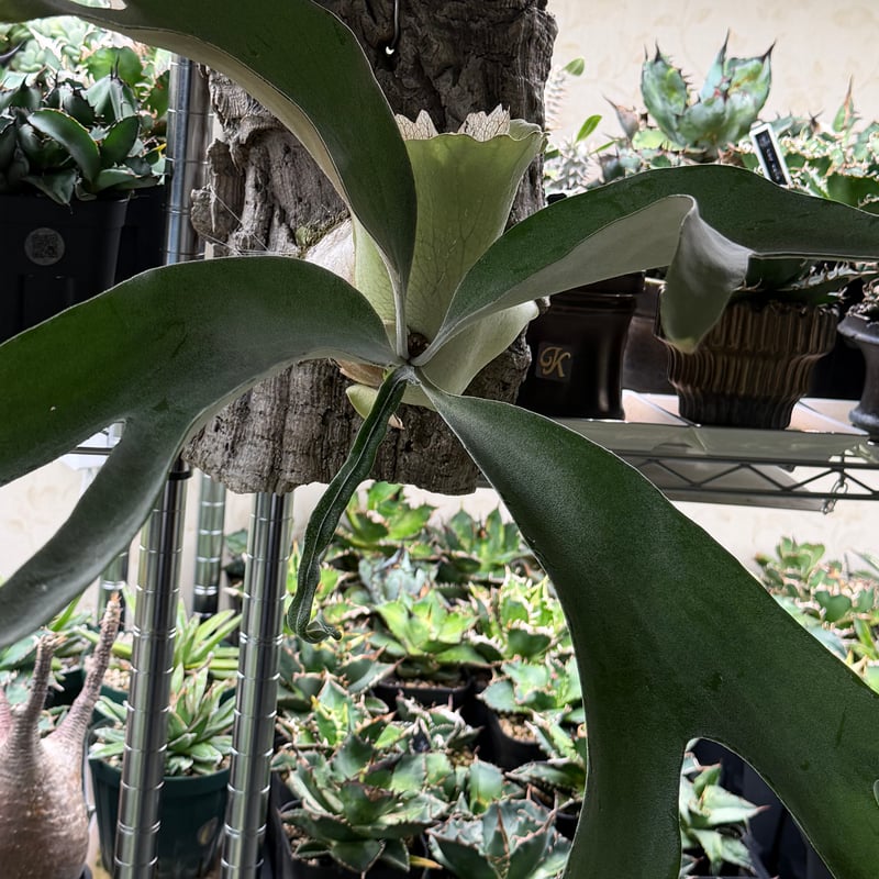 ビカクシダ『ホワイトラブ』 | HANDS PLANTS