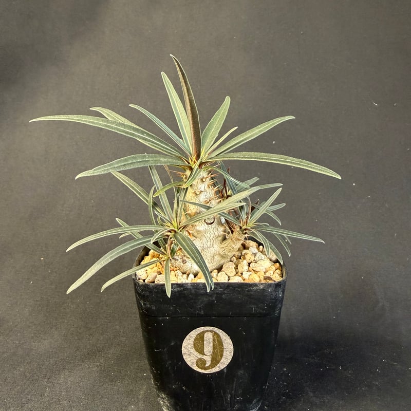 タイムセール　国内実生　グラキリス良型 グラキリス 実生 ⑦13 | HANDS PLANTS