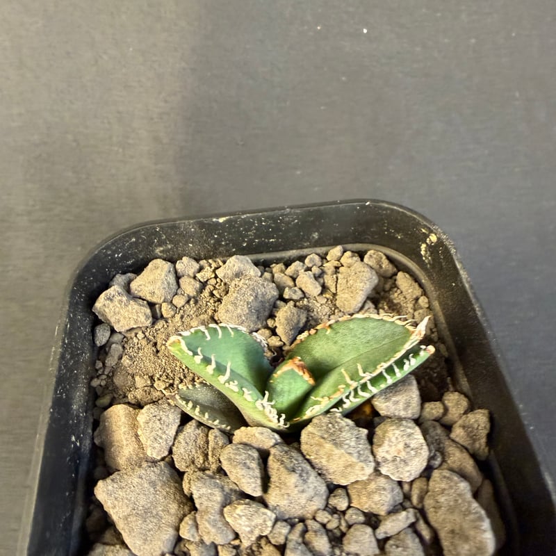 アガベ チタノタ 金蟾（きんせん）子株 ⅲ | HANDS PLANTS