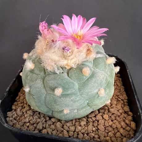 サボテン🌵ロフォフォラ銀冠玉　②