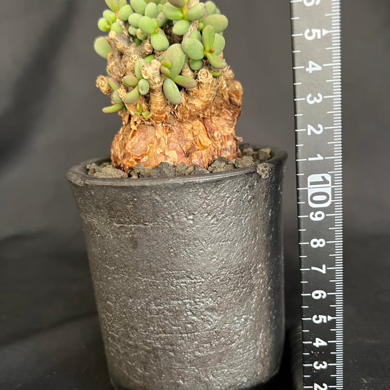 ケラリアピグマエア 現地株 発根済g | HANDS PLANTS