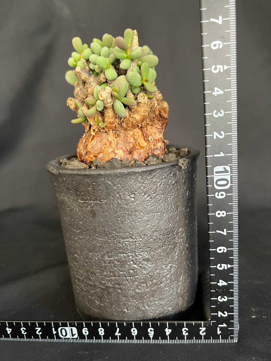 ケラリアピグマエア 現地株 発根済g | HANDS PLANTS