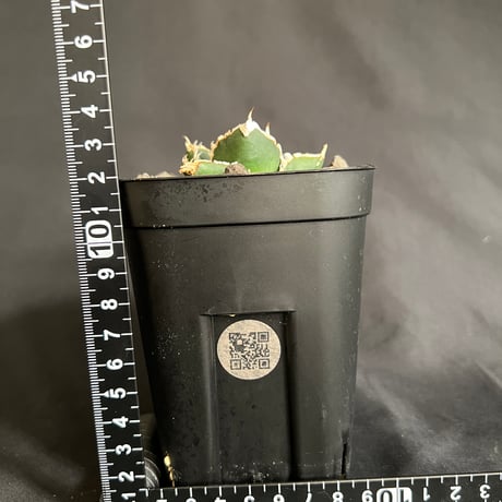 アガベ　チタノタ　狼人  ⑦