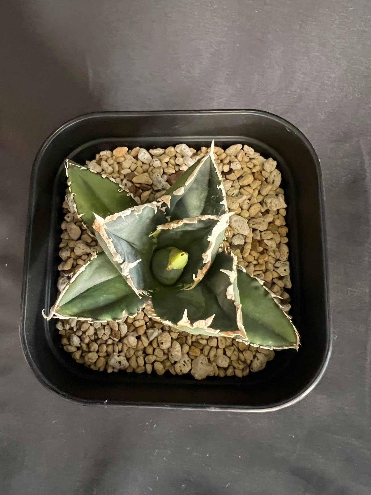 アガベ チタノタ 狼人 | HANDS PLANTS