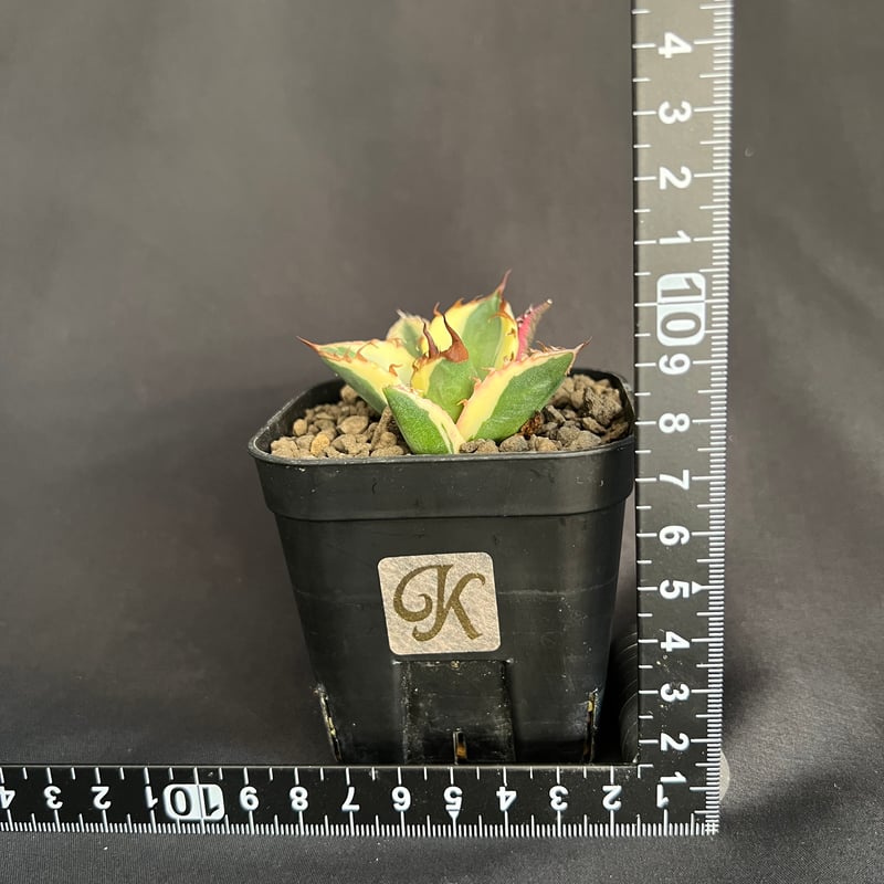 アガベ チタノタ スナグルトゥース③ | HANDS PLANTS