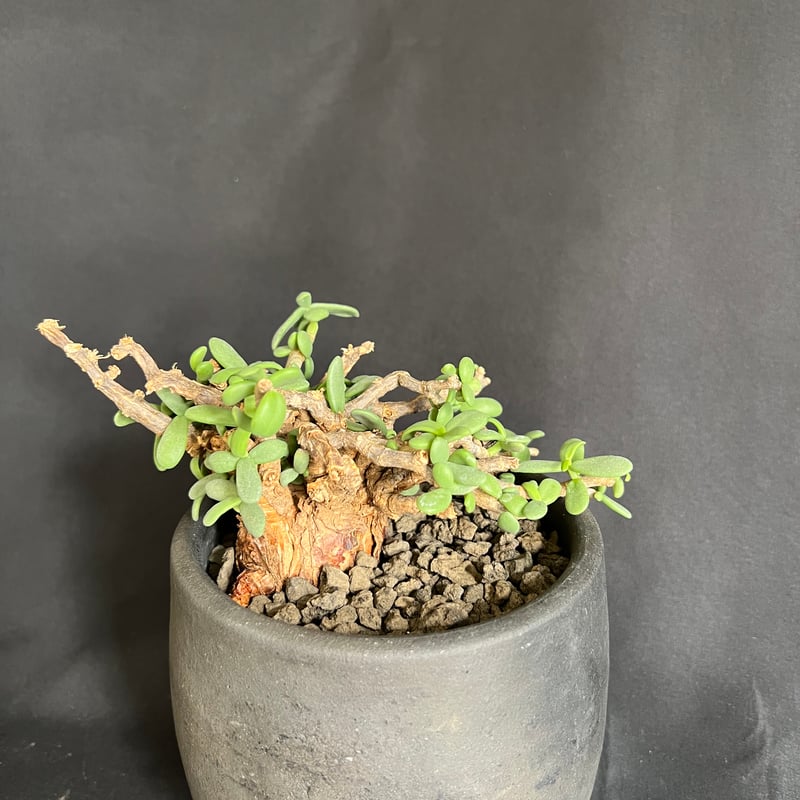 ケラリアピグマエア 現地株 発根済 33 | HANDS PLANTS