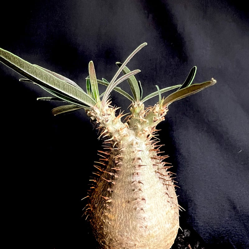 パキポディウムグラキリス 発根済み 14 | HANDS PLANTS