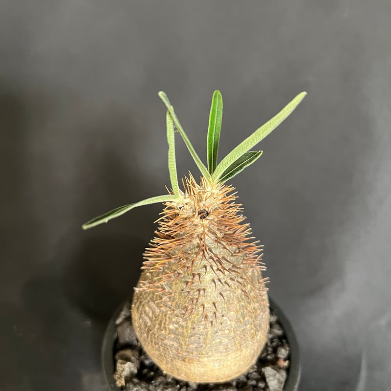 パキポディウムグラキリス 発根済み ⑩ | HANDS PLANTS