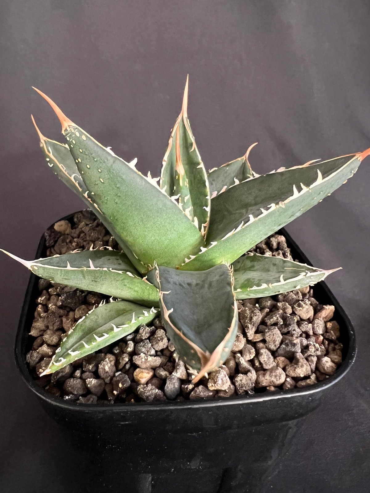 アガベ チタノタ シャークソード アガベ チタノタ シャークソード 