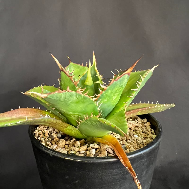 アガベ チタノタ 剣竜 29 | HANDS PLANTS