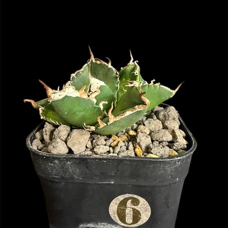 アガベsad | STORES