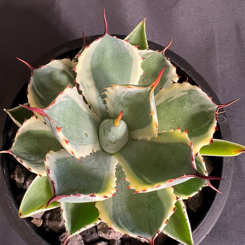 アガベ 吉祥冠錦 | HANDS PLANTS