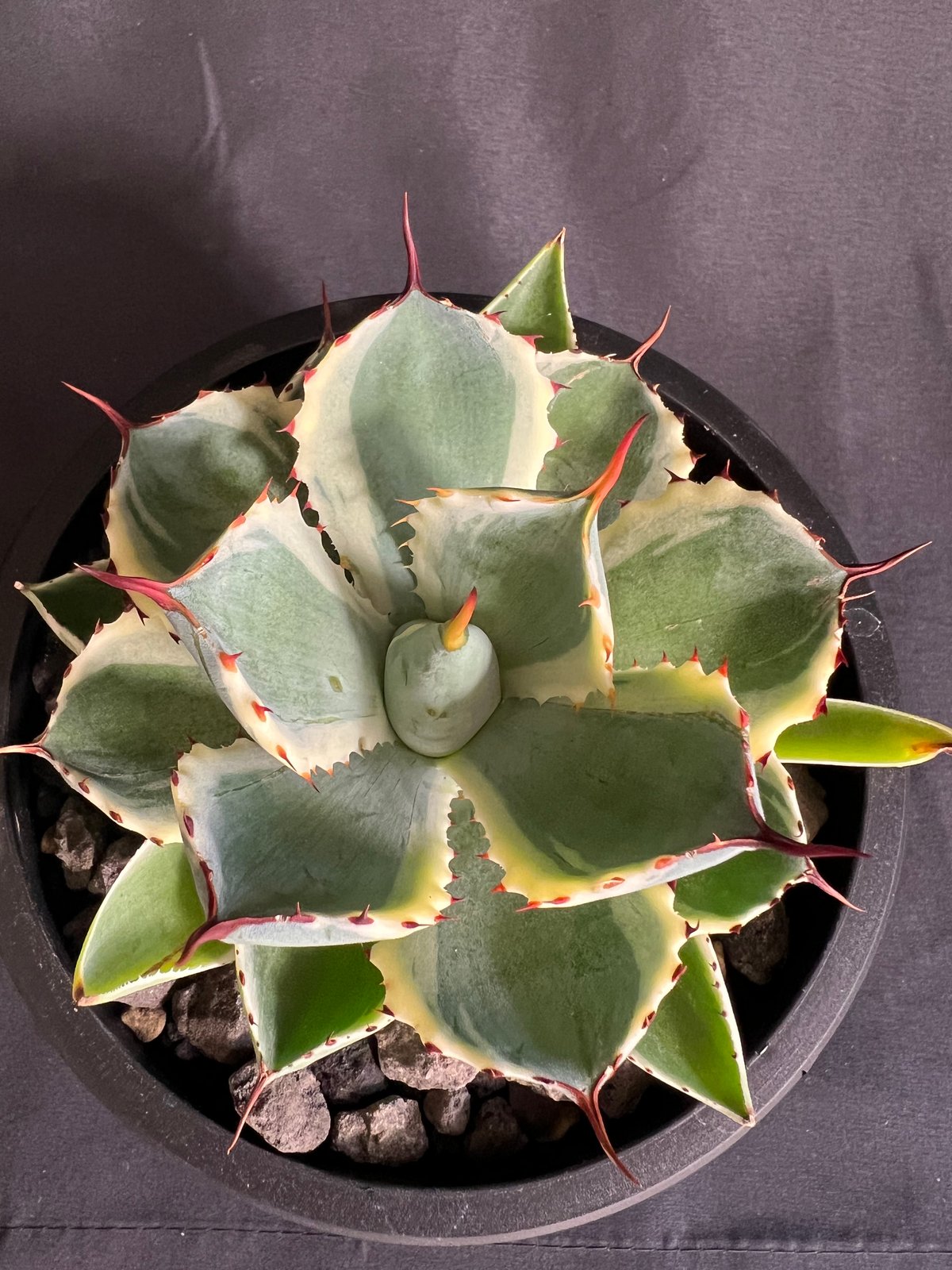 アガベ 吉祥冠錦 | HANDS PLANTS