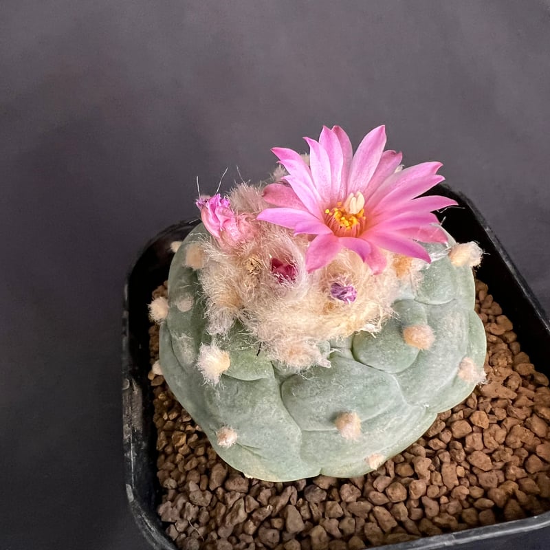 ロフォフォラ 銀冠玉群生 サボテン サボテン🌵ロフォフォラ銀冠玉 ② | HANDS PLANTS