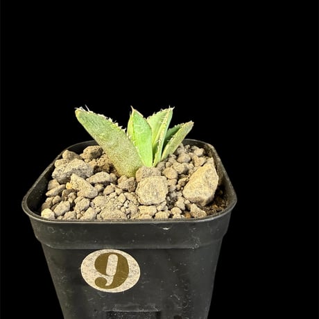 アガベ麻花龍 | STORES