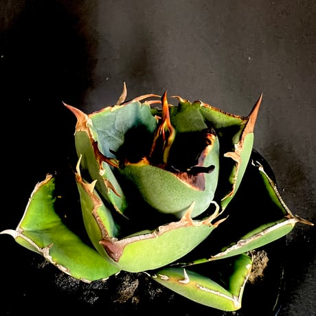 アガベ　チタノタ　ジャガーノート　金鯨　狼人　凱撒　獄フィリ　海王　親株セット アガベ チタノタ ジャガーノート 金鯨 狼人 凱撒 獄フィリ 海王 親株