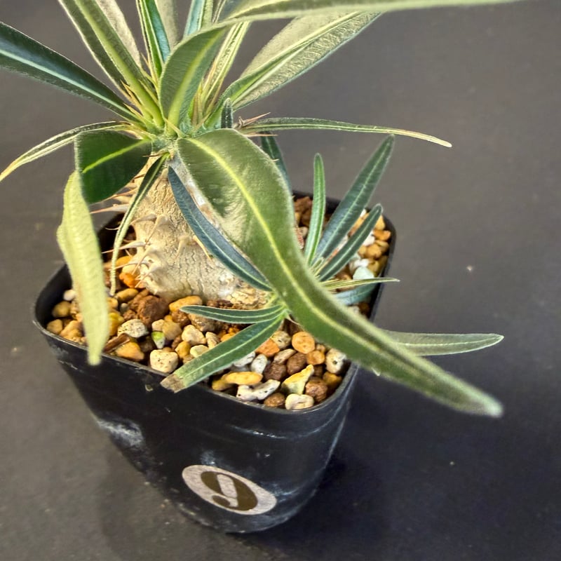 グラキリス 実生 Ⅺ 13 | HANDS PLANTS