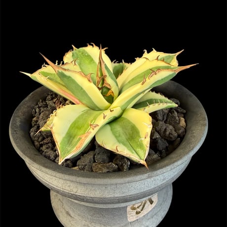 アガベスナグルトゥース | STORES