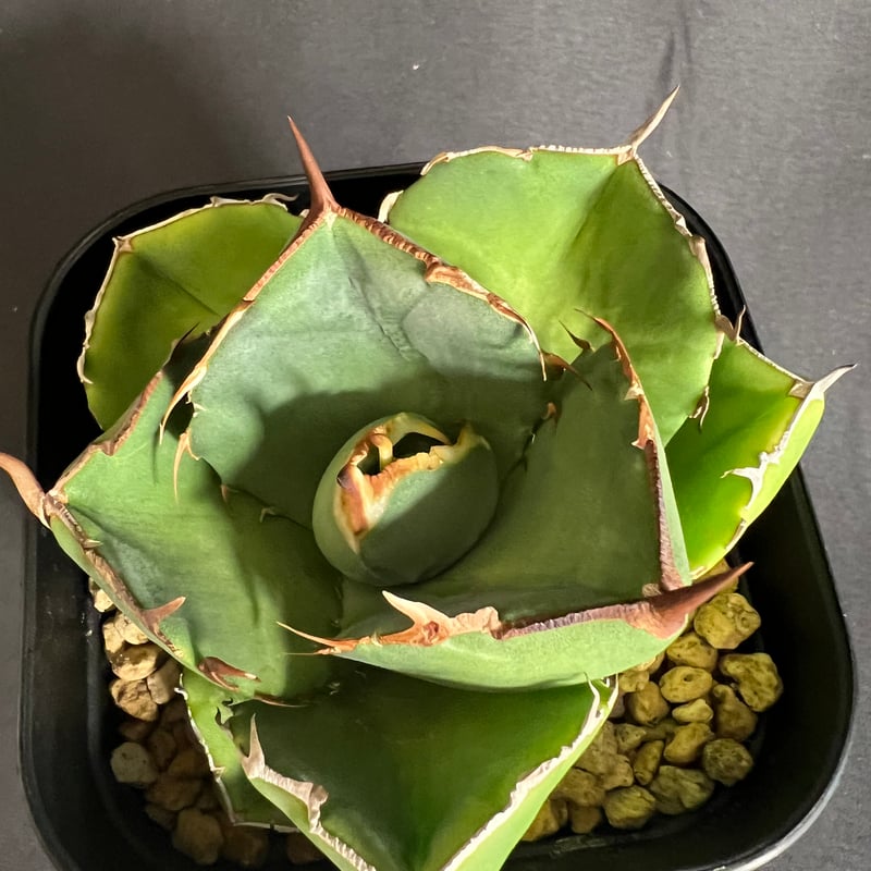 アガベ チタノタ ジャガーノート 1033 | HANDS PLANTS