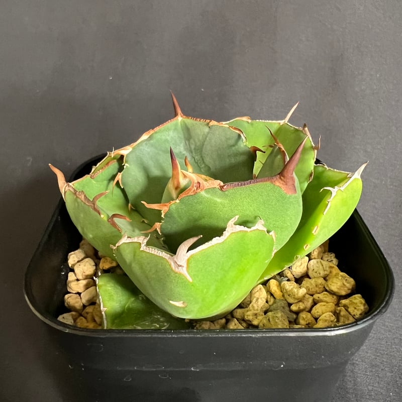 3株セットシーザー ジャガーノート ドクエキ アガベ チタノタ オアハカ 3株セットシーザー ジャガーノート ドクエキ アガベ チタノタ