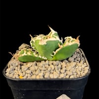 アガベ チタノタ 金蟾（きんせん）子株 | HANDS PLANTS