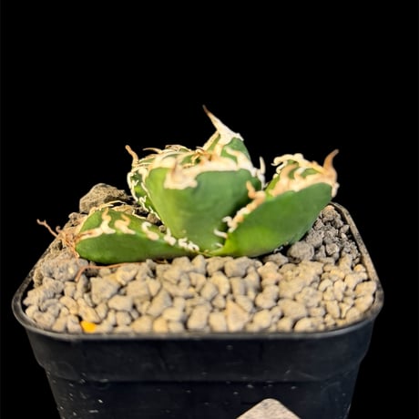 アガベsad | STORES