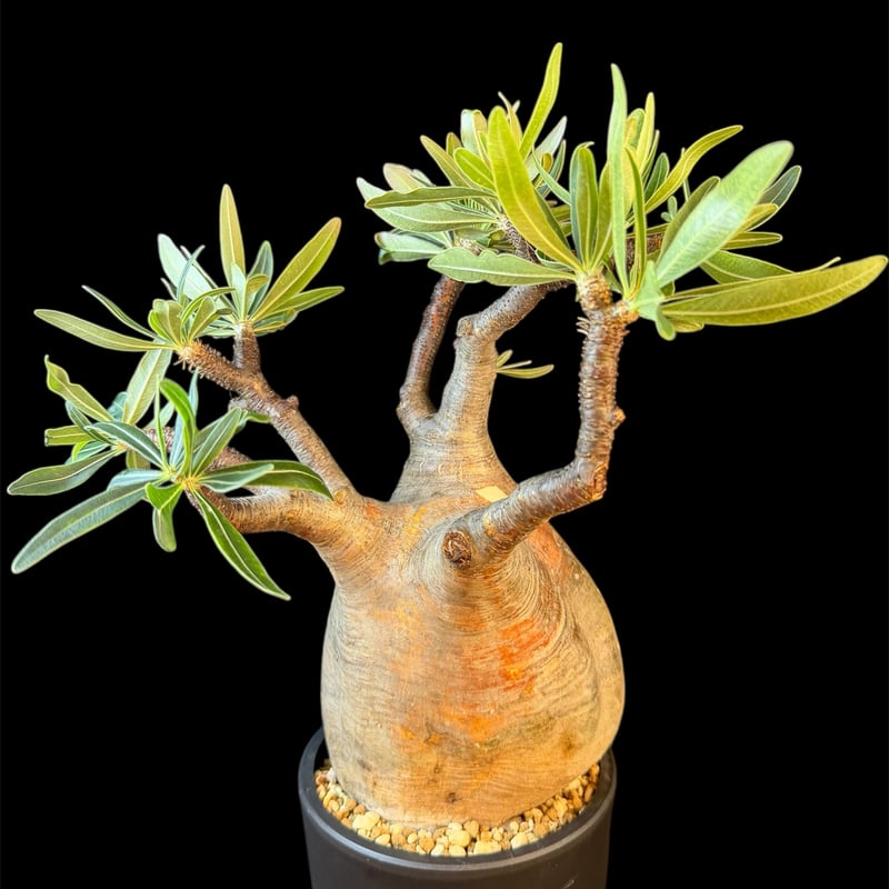 パキポディウムグラキリス 現地株 発根済 大株Cm38 | HANDS PLANTS