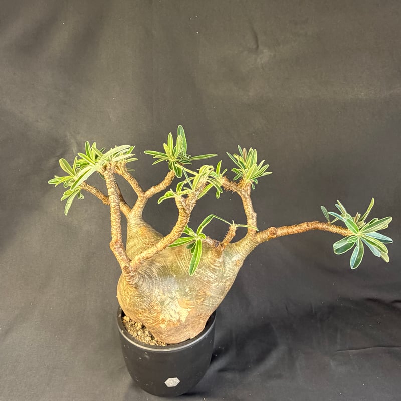 パキポディウムグラキリス 現地株 発根済 大株m298 | HANDS PLANTS