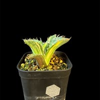 アガベ　チタノタ　白鯨錦　Ⅷ