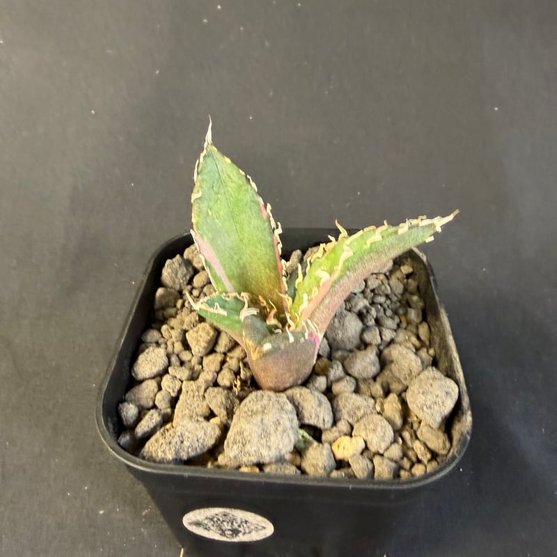 アガベ チタノタ 白鯨錦 B | HANDS PLANTS