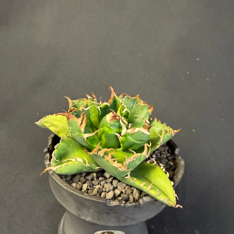 アガベ チタノタ 魔丸 鉢 63 | HANDS PLANTS